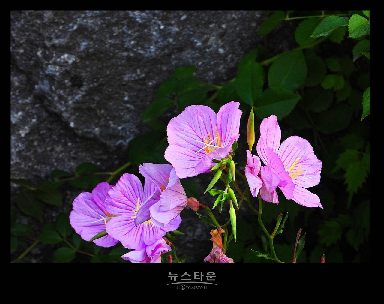 낮 달맞이꽃