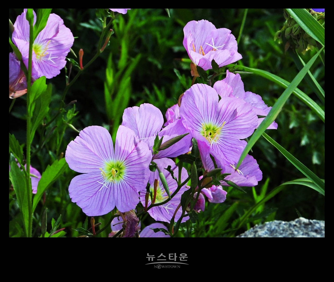낮 달맞이꽃