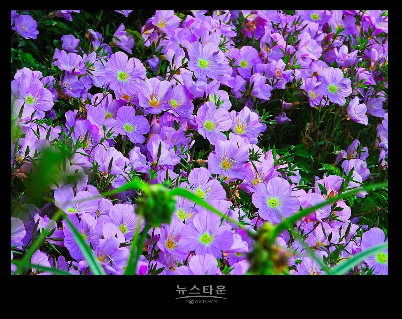 낮 달맞이꽃