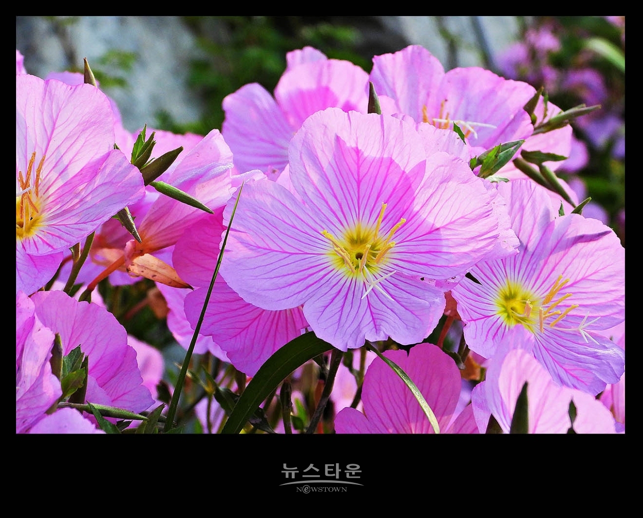 낮 달맞이꽃