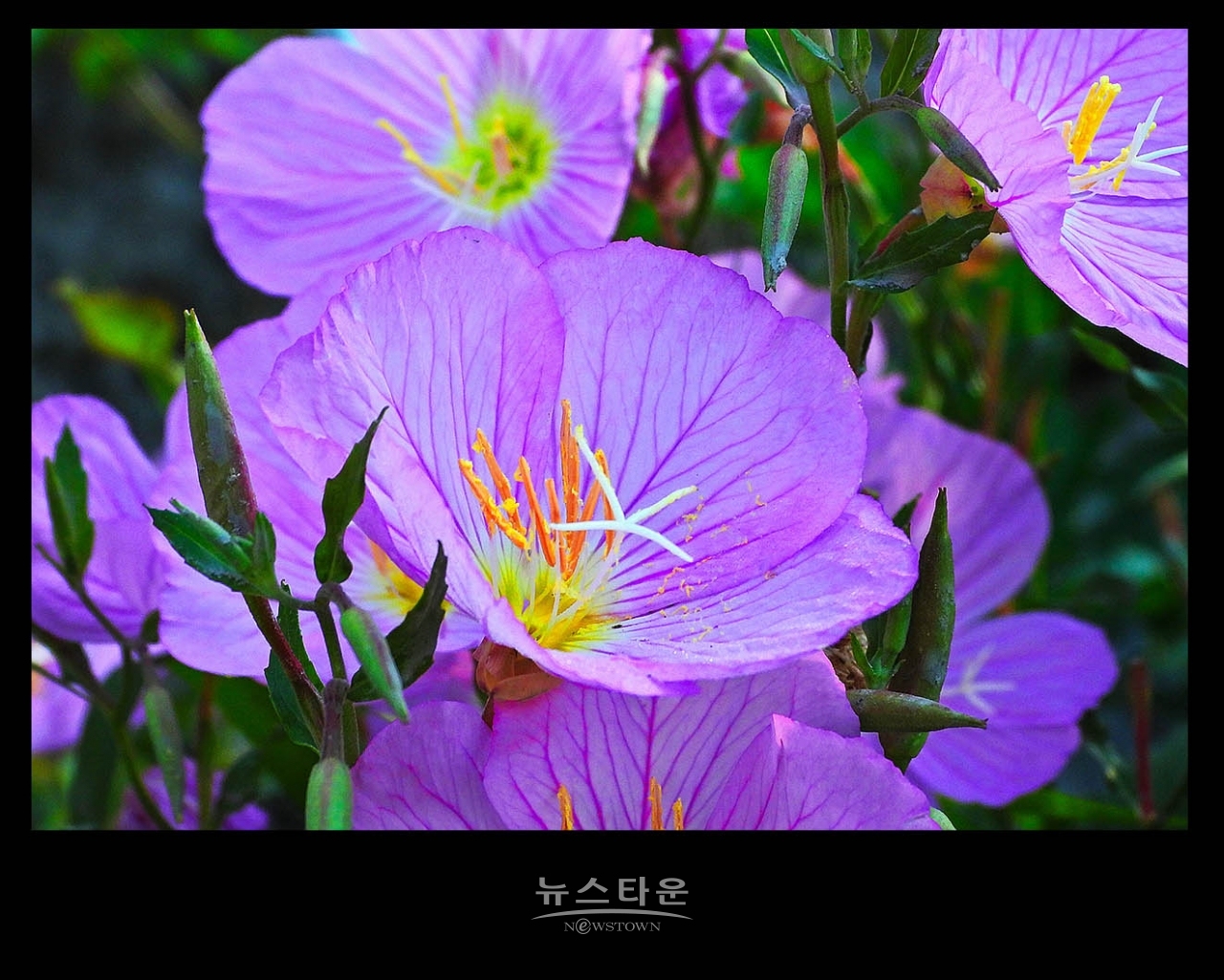 낮 달맞이꽃