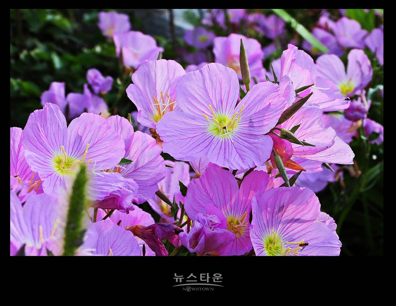 낮 달맞이꽃