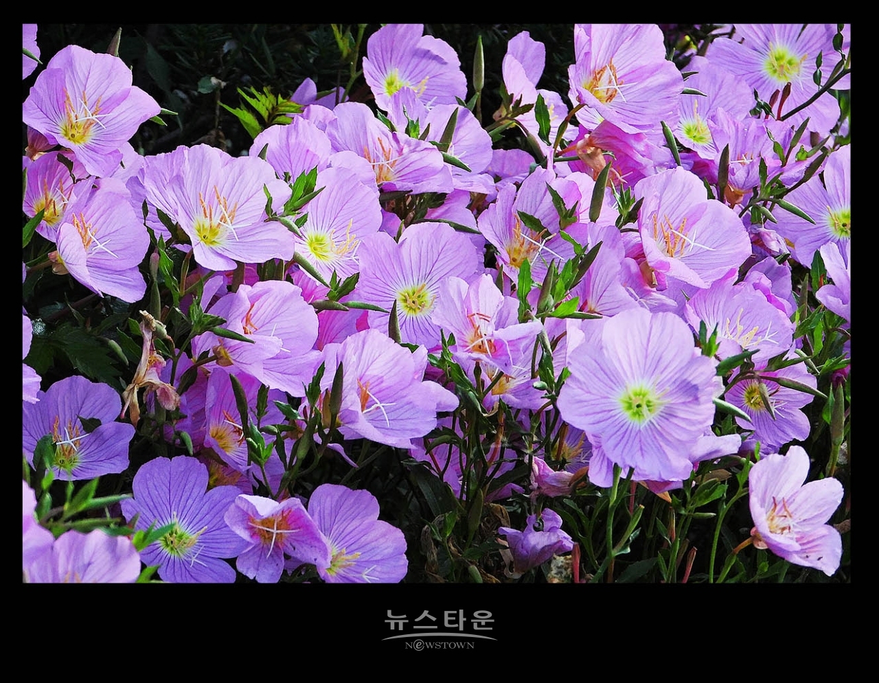 낮 달맞이꽃