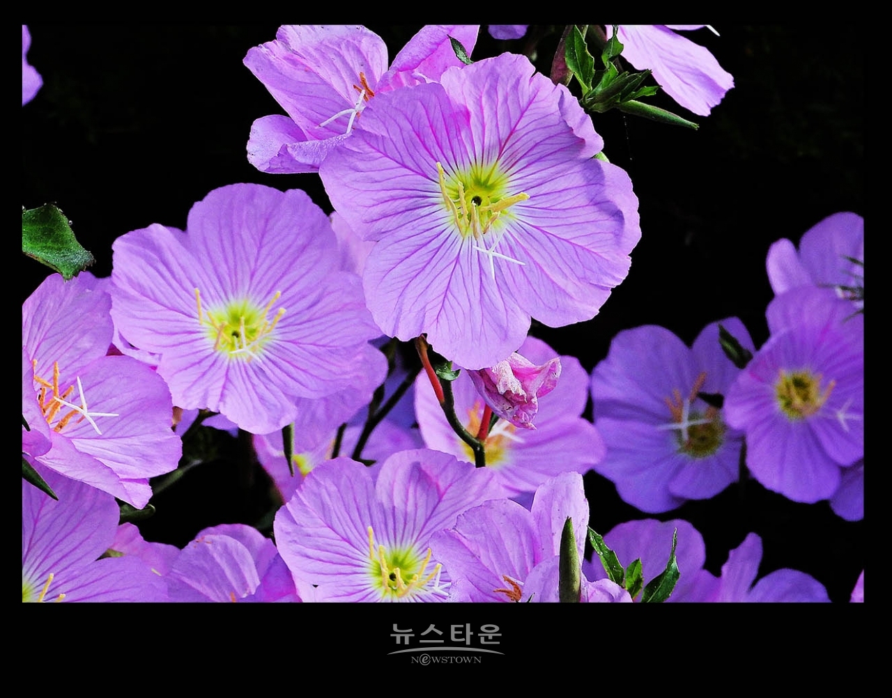 낮 달맞이꽃