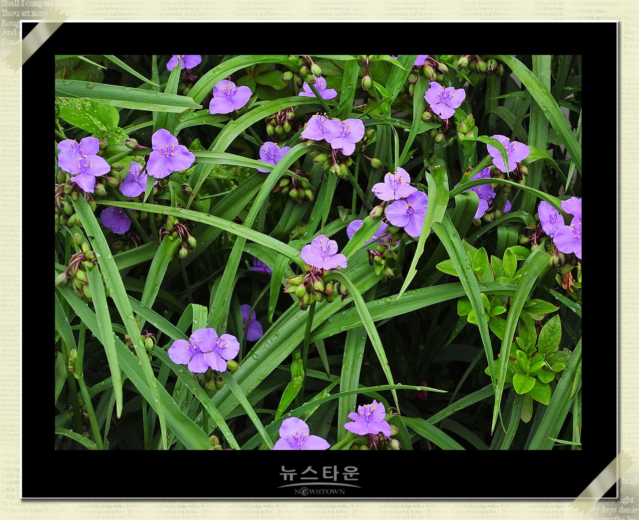 자주 닭개비(양 달개비)의 자태