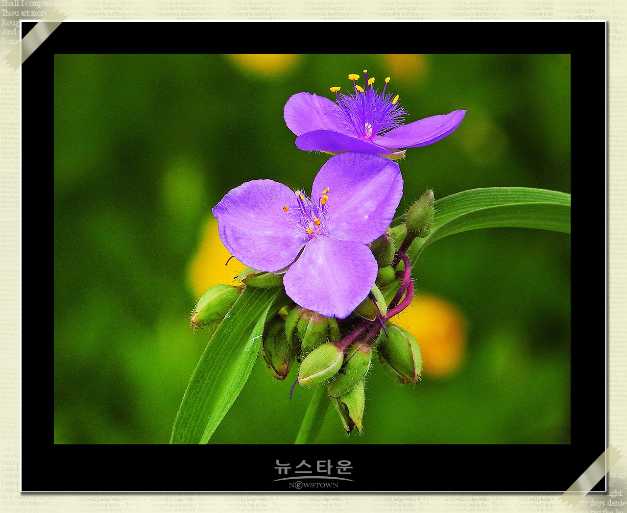 자주 닭개비(양 달개비)의 자태