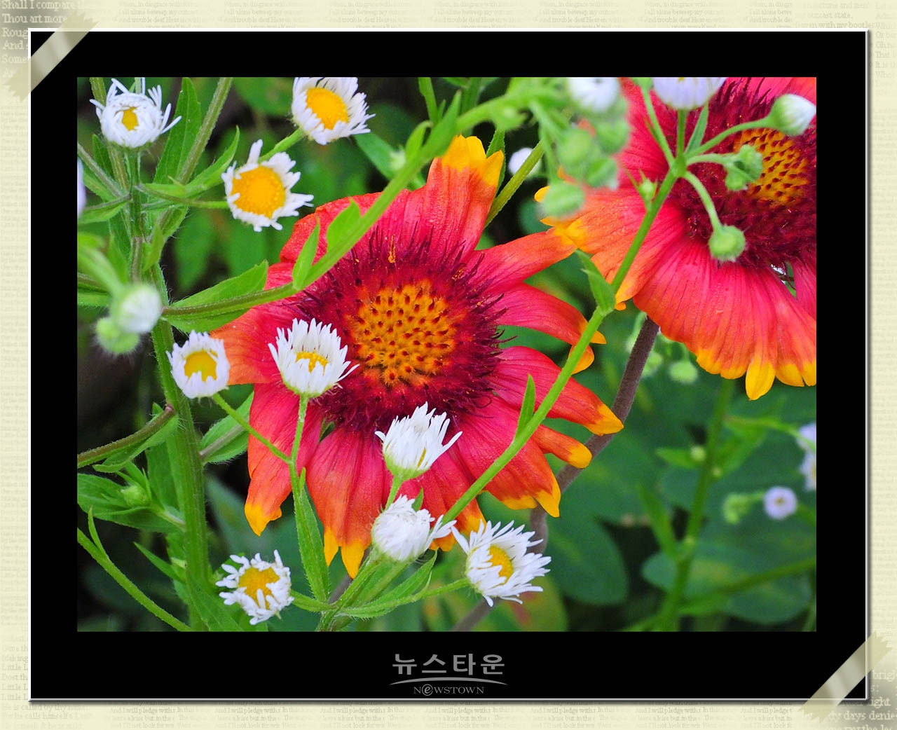 천인국 天人菊