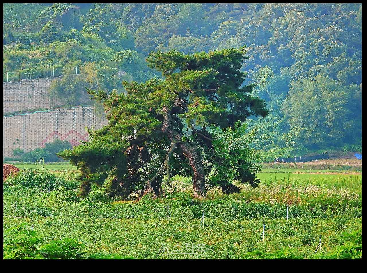 아침산책길에 만나는 사물과 풍경(230704)