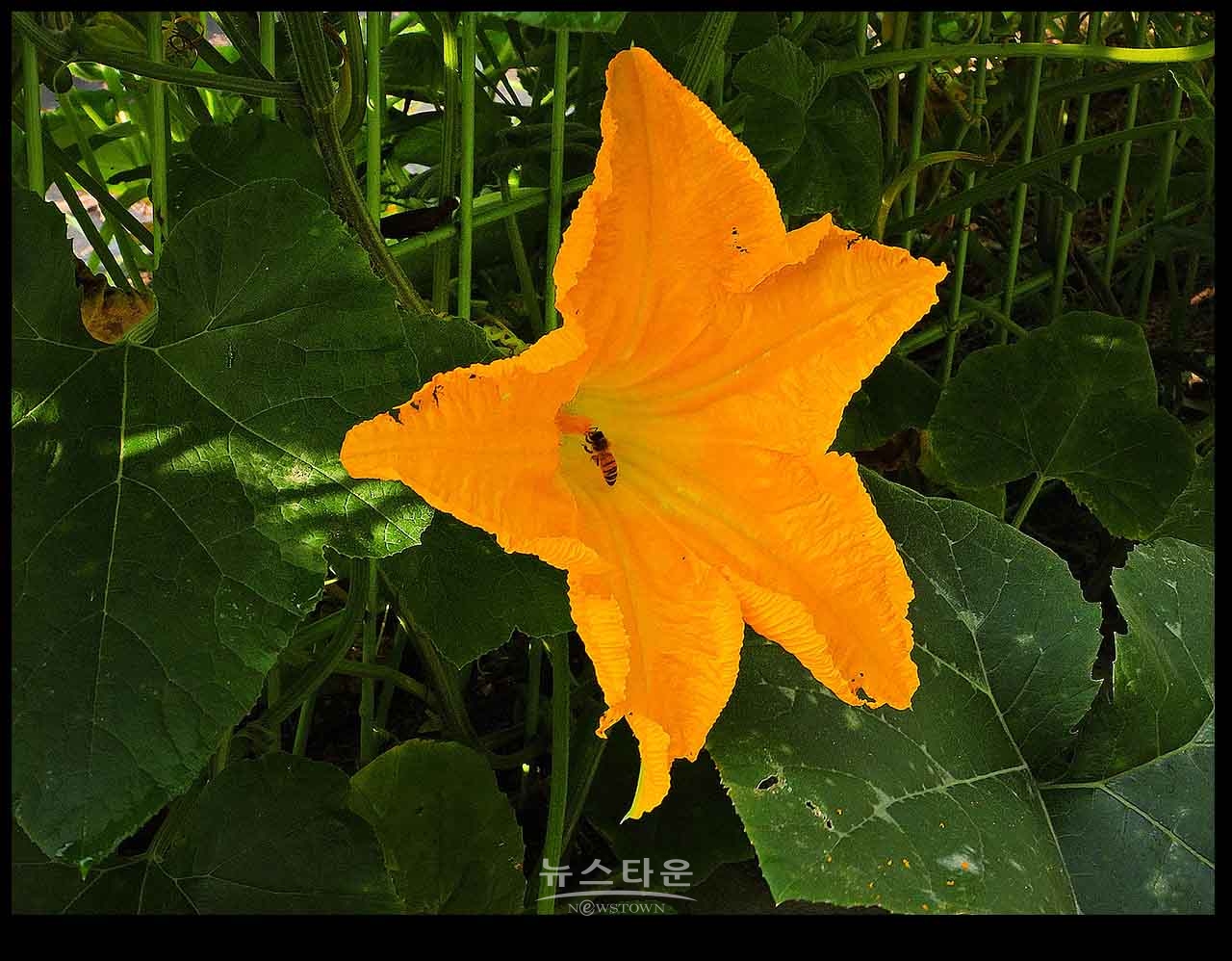 아침산책길에 만나는 사물과 풍경(230704)