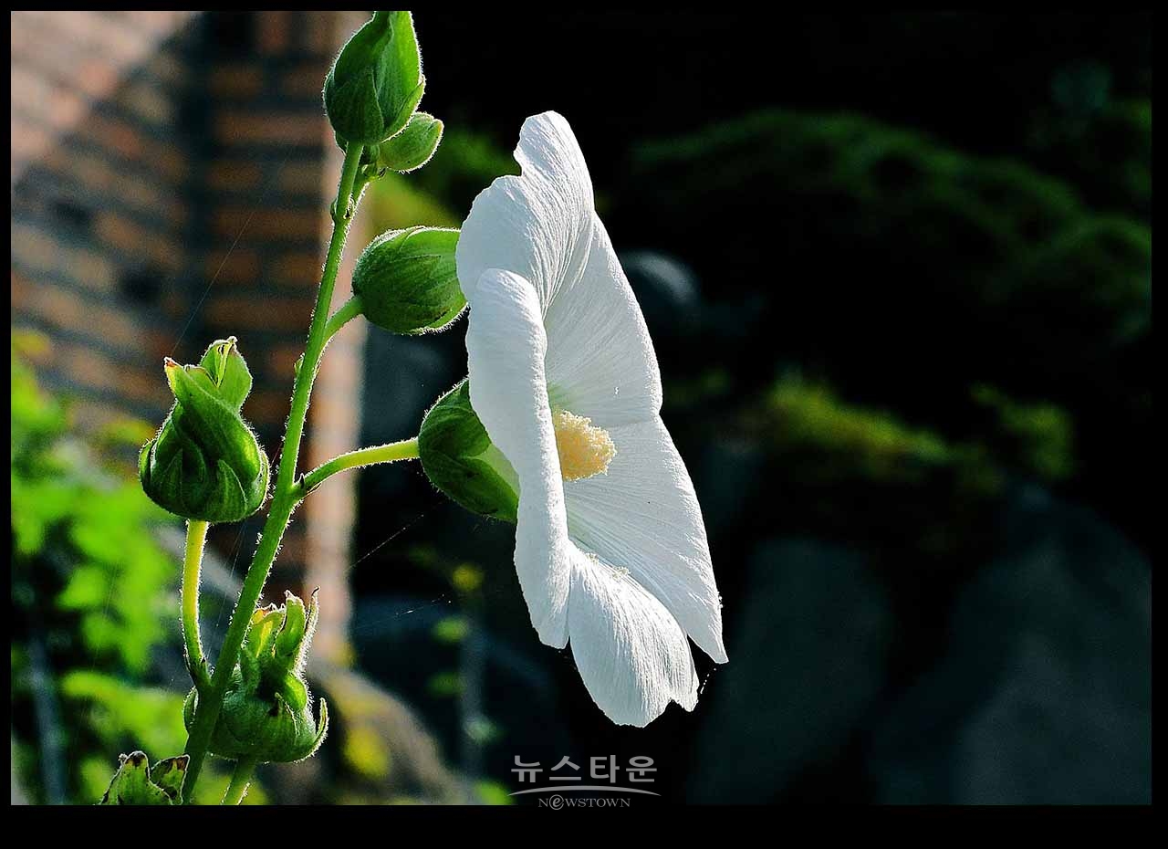 아침산책길에 만나는 사물과 풍경(230704)