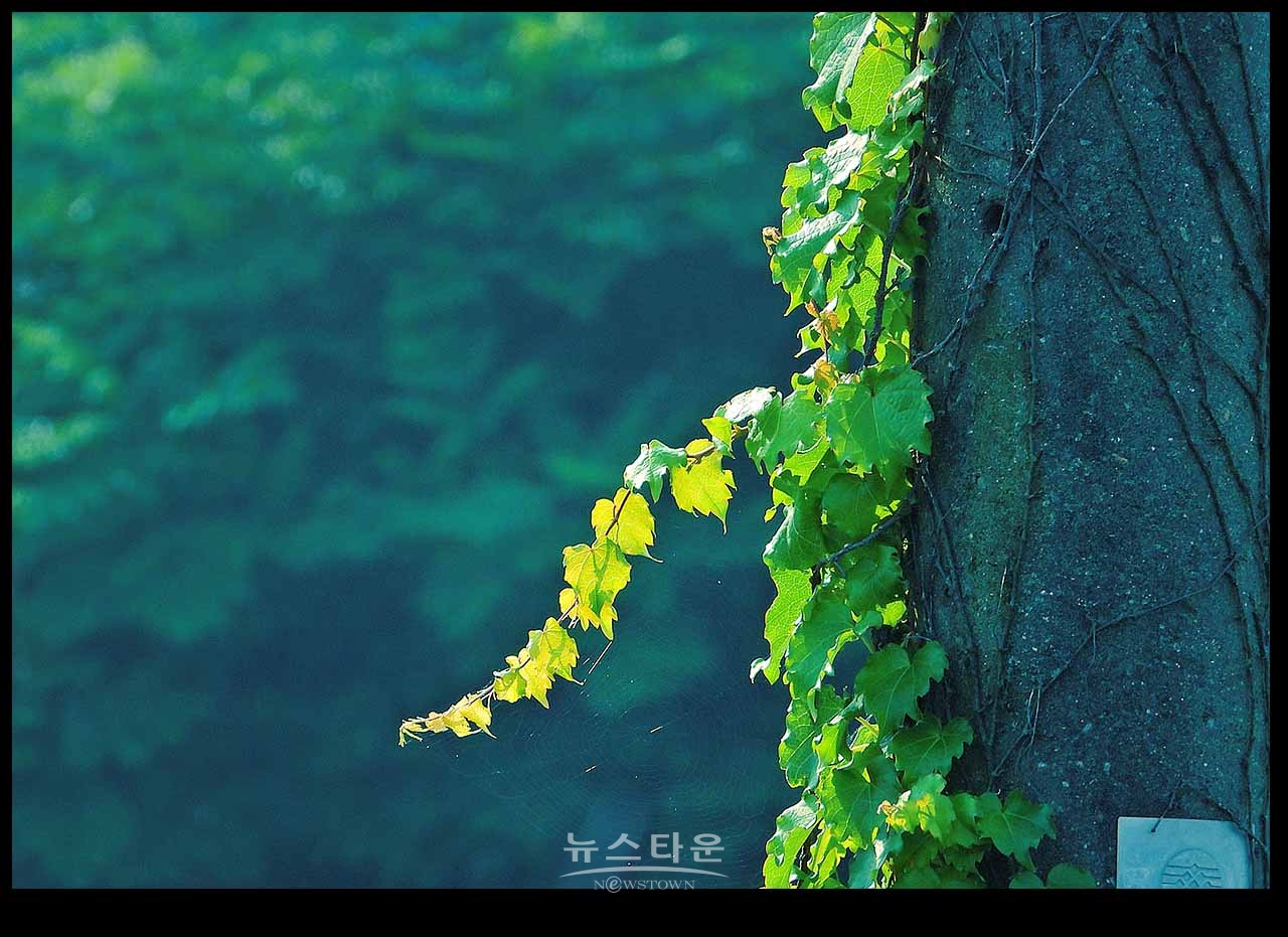 아침산책길에 만나는 사물과 풍경(230704)