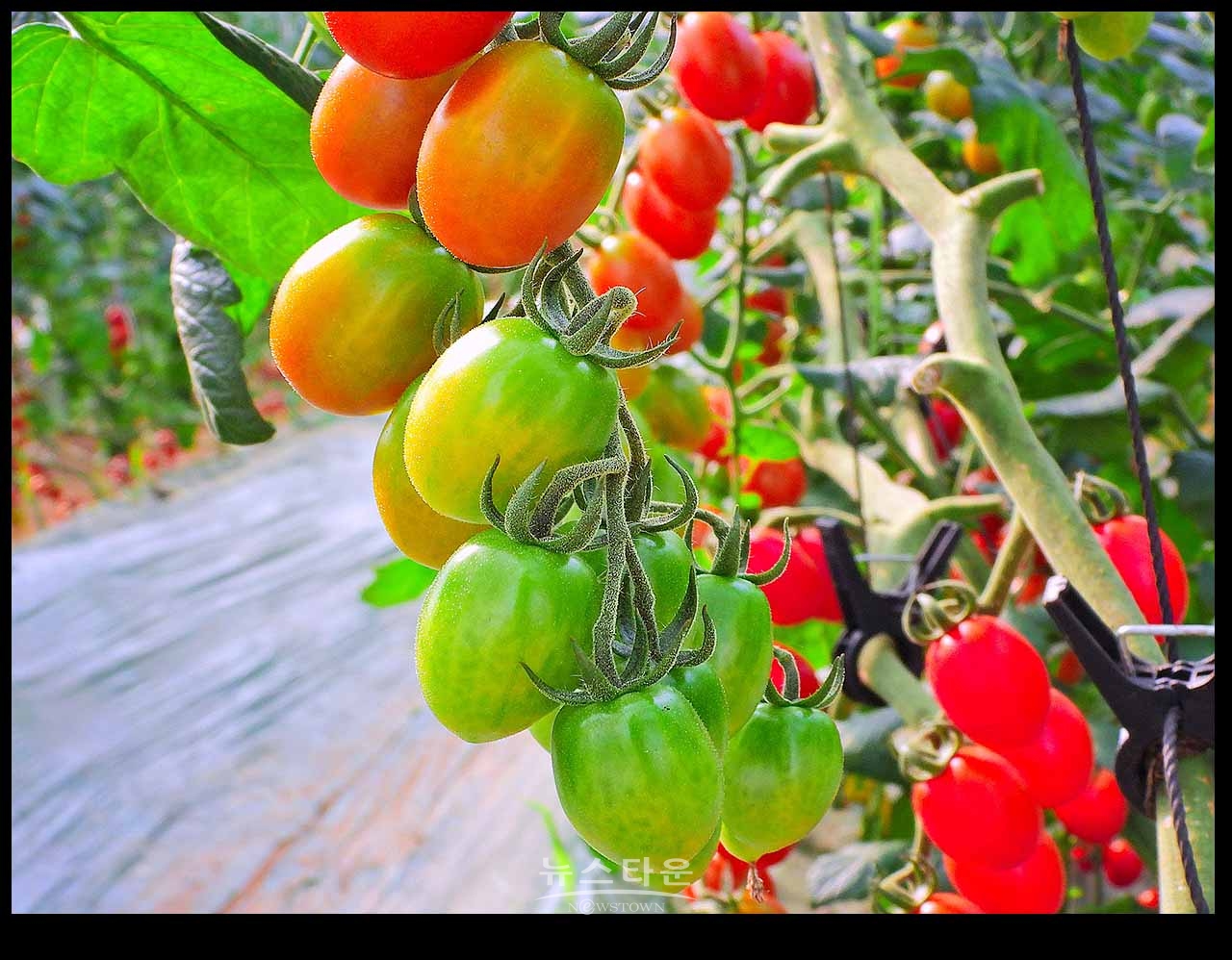 아침산책길에 만나는 사물과 풍경(230704)