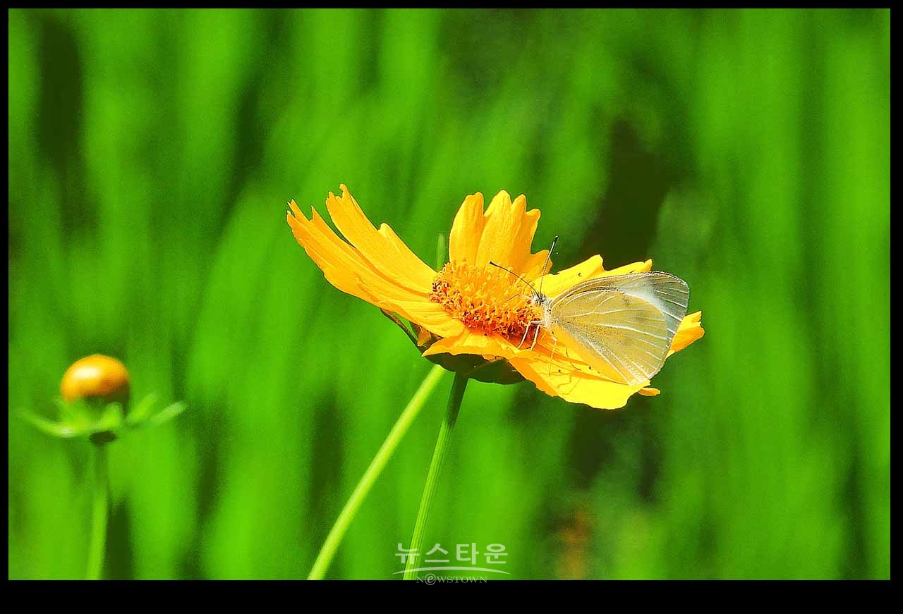아침산책길에 만나는 사물과 풍경(230704)