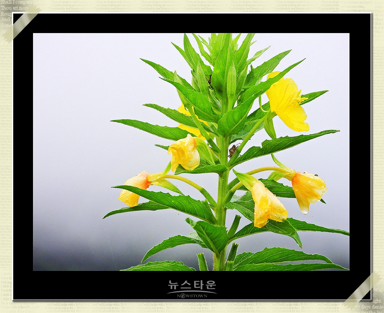 밤에 핀다는 달맞이꽃