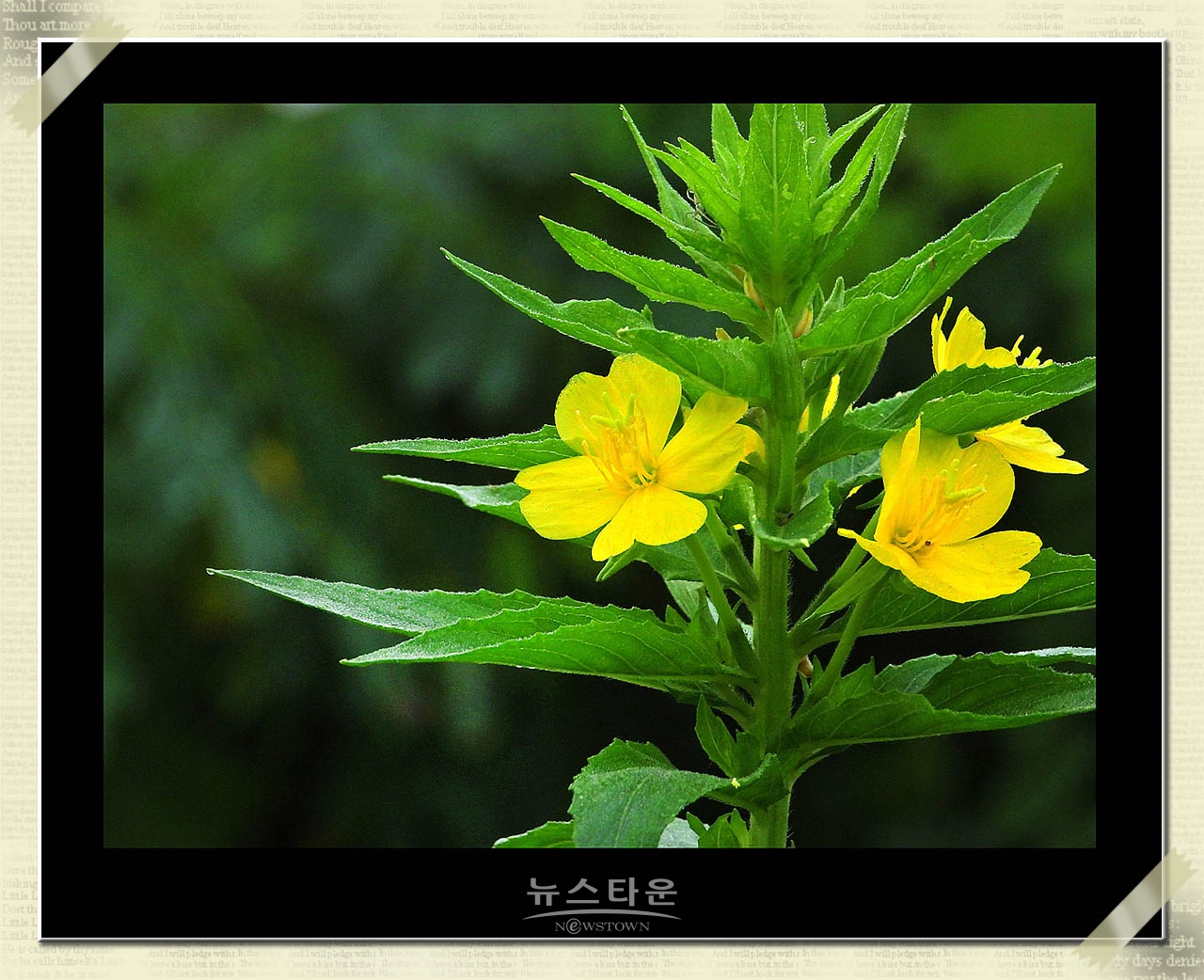 밤에 핀다는 달맞이꽃