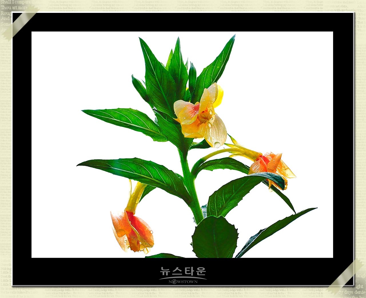 밤에 핀다는 달맞이꽃