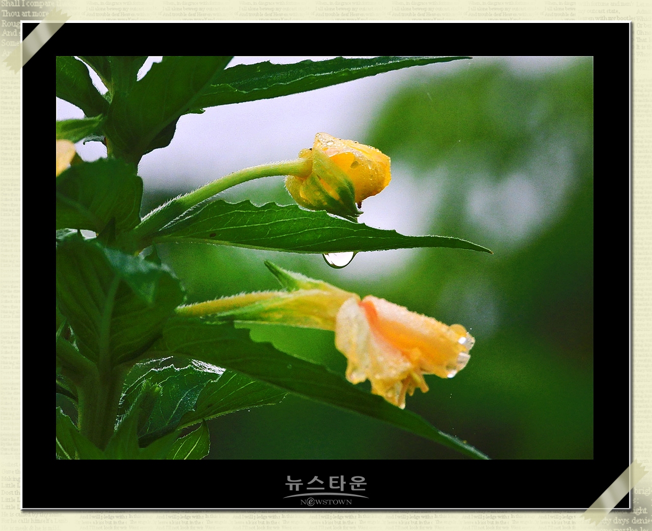 밤에 핀다는 달맞이꽃