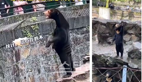 (좌) 인사를 한 후 뒷다리로 서 있는 '말레이시아 태양곰' (우) 사람들에게 인사하고 있는 '말레이시아 태양곰'