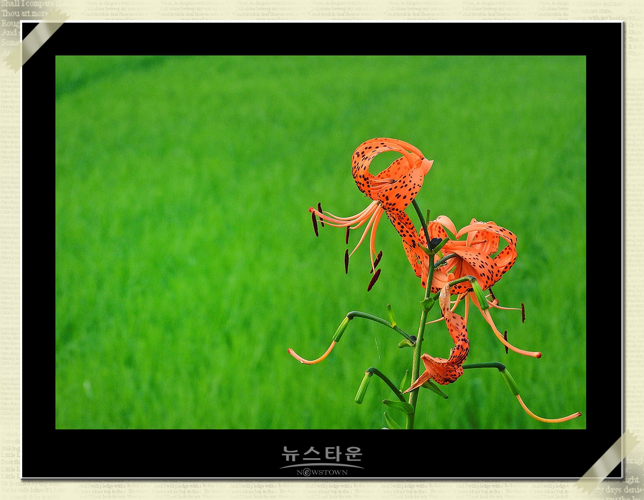 신록을 보다