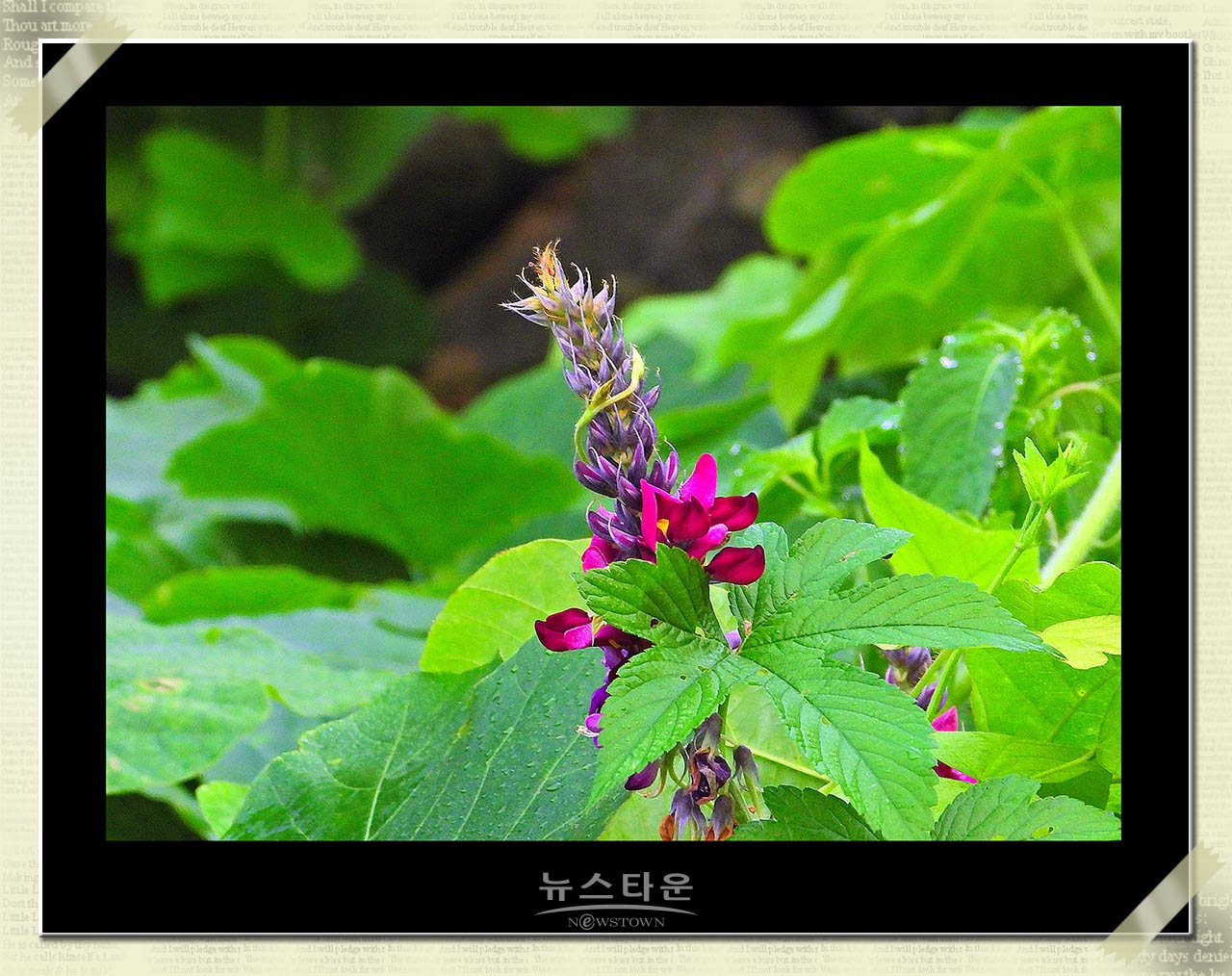 신록을 보다