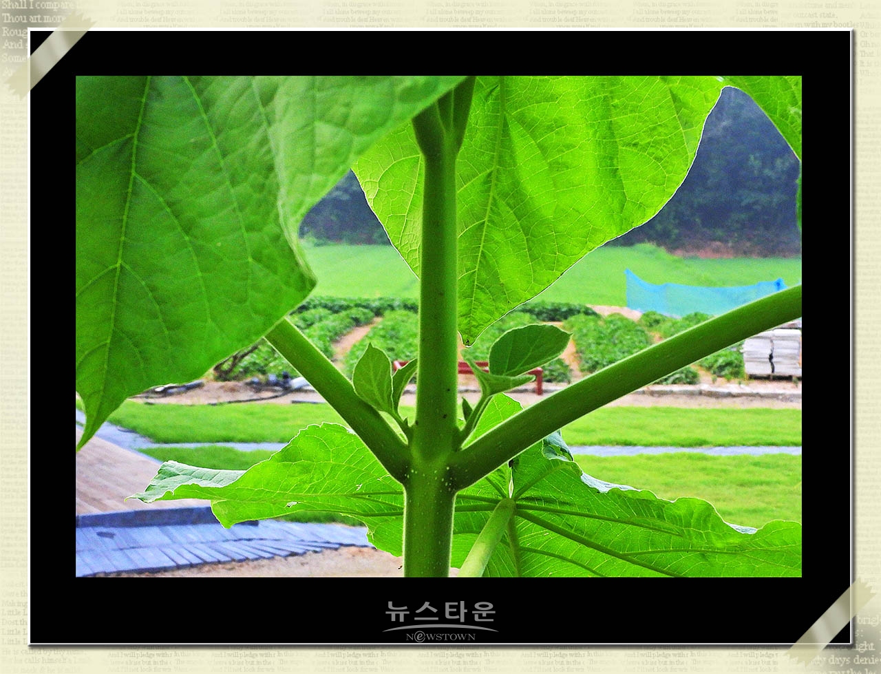 신록을 보다