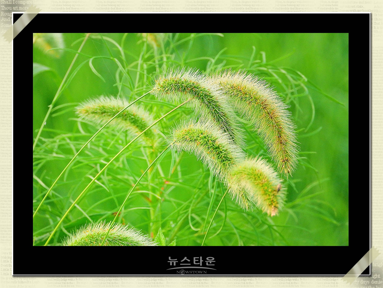 신록을 보다