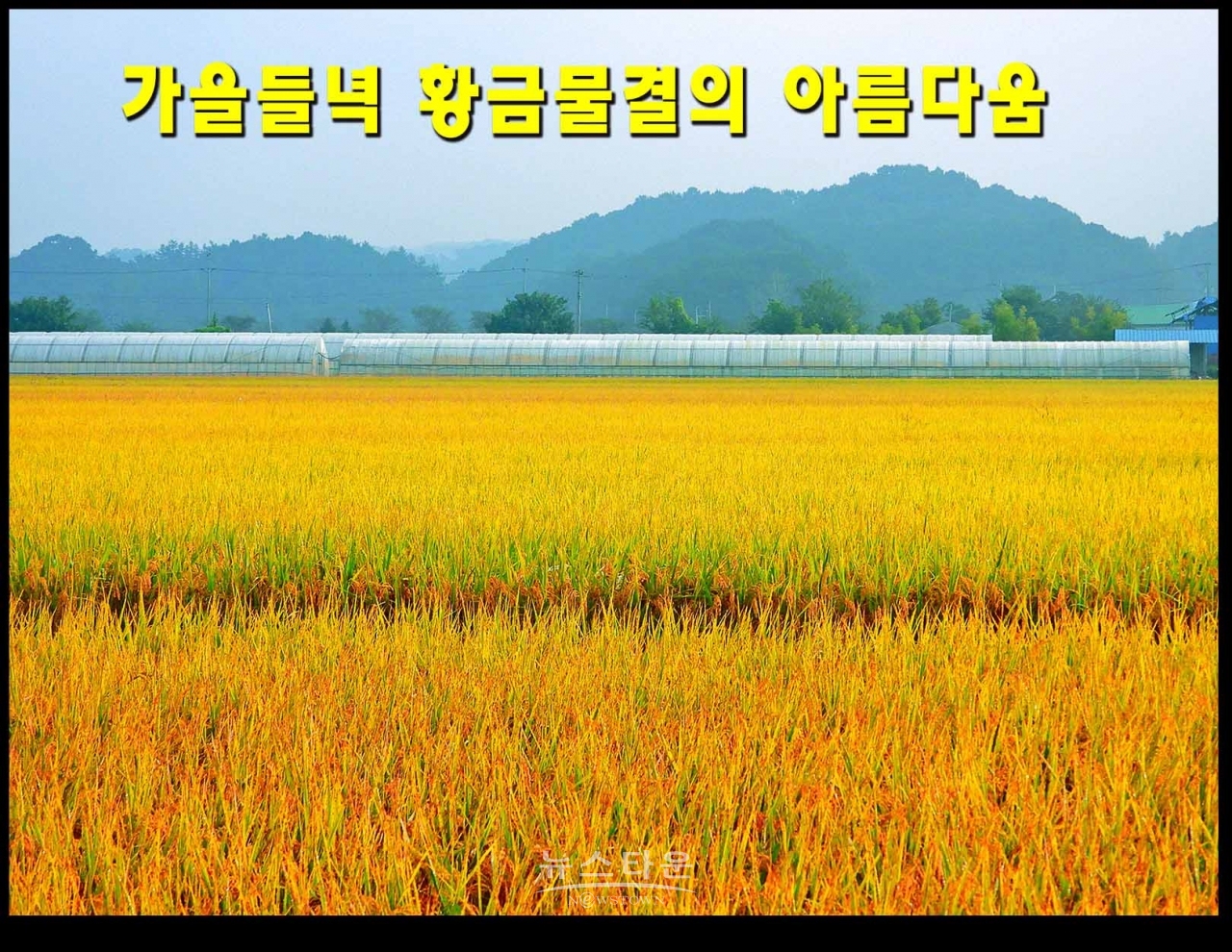 가을들녁 황금물결의 아름다움