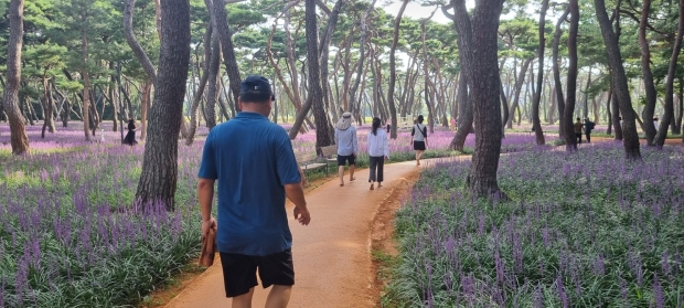 경주 황성공원 맨발 길에 아름드리 소나무와 맥문동까지 활짝 펴 전국에서 가장 아름다운 맨발 길로 관광객과 시민들의 발걸음이 끊이질 않고 있다.
