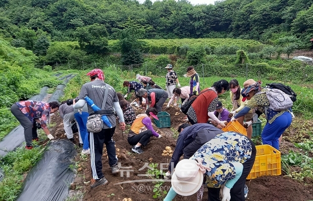 유구 동해 감자캐기체험