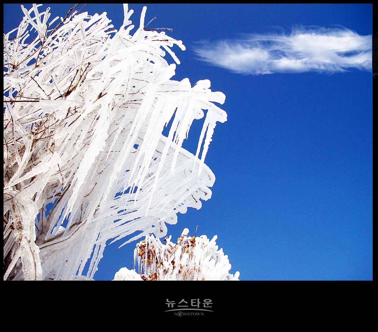 아쉬운 인제빙어축제 : 2001년 자료사진