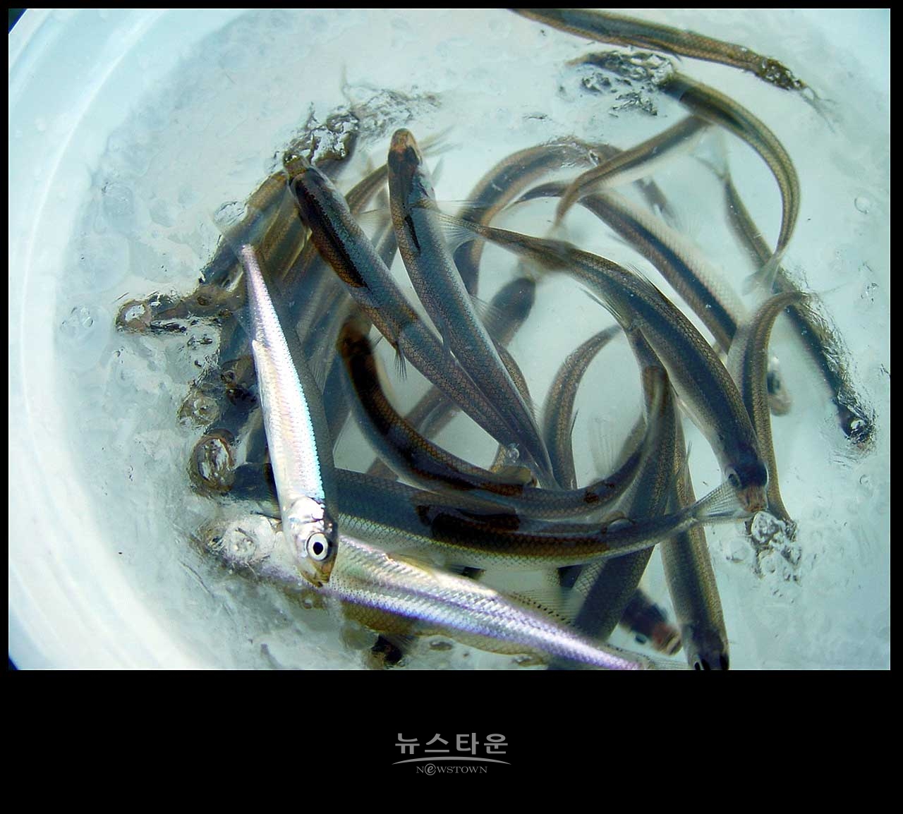 아쉬운인제빙어축제 : 2003년 빙어축제 자료사진
