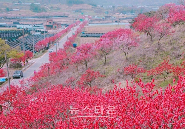 금산 홍도화