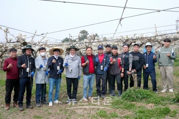 아산시 음봉면 의식리 배 농가 배꽃 화접 봉사활동