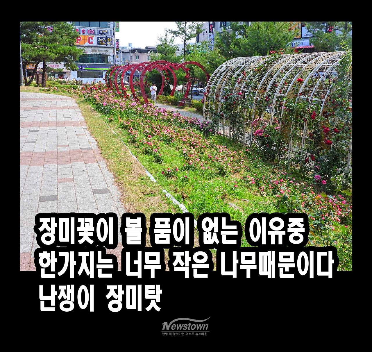 장미공원 실태 : 검정색 장미꽃