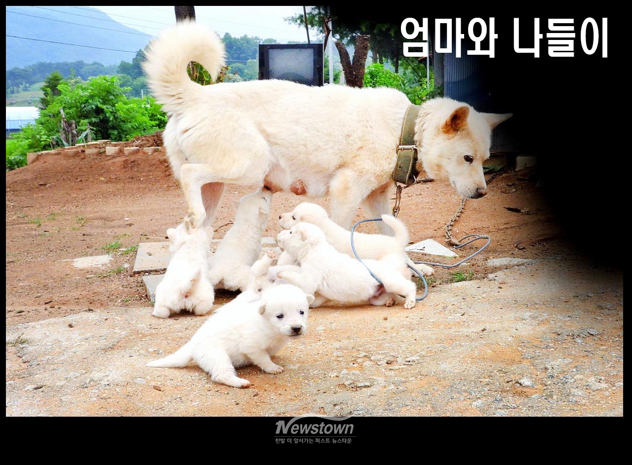 귀여운 강아지 8남매