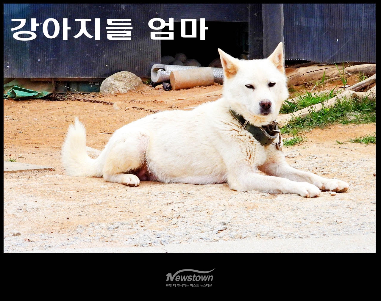 귀여운 강아지 8남매