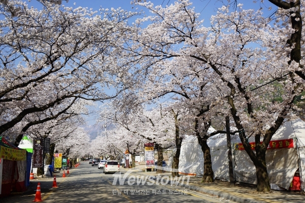 동학사 왕벚나무 가로수