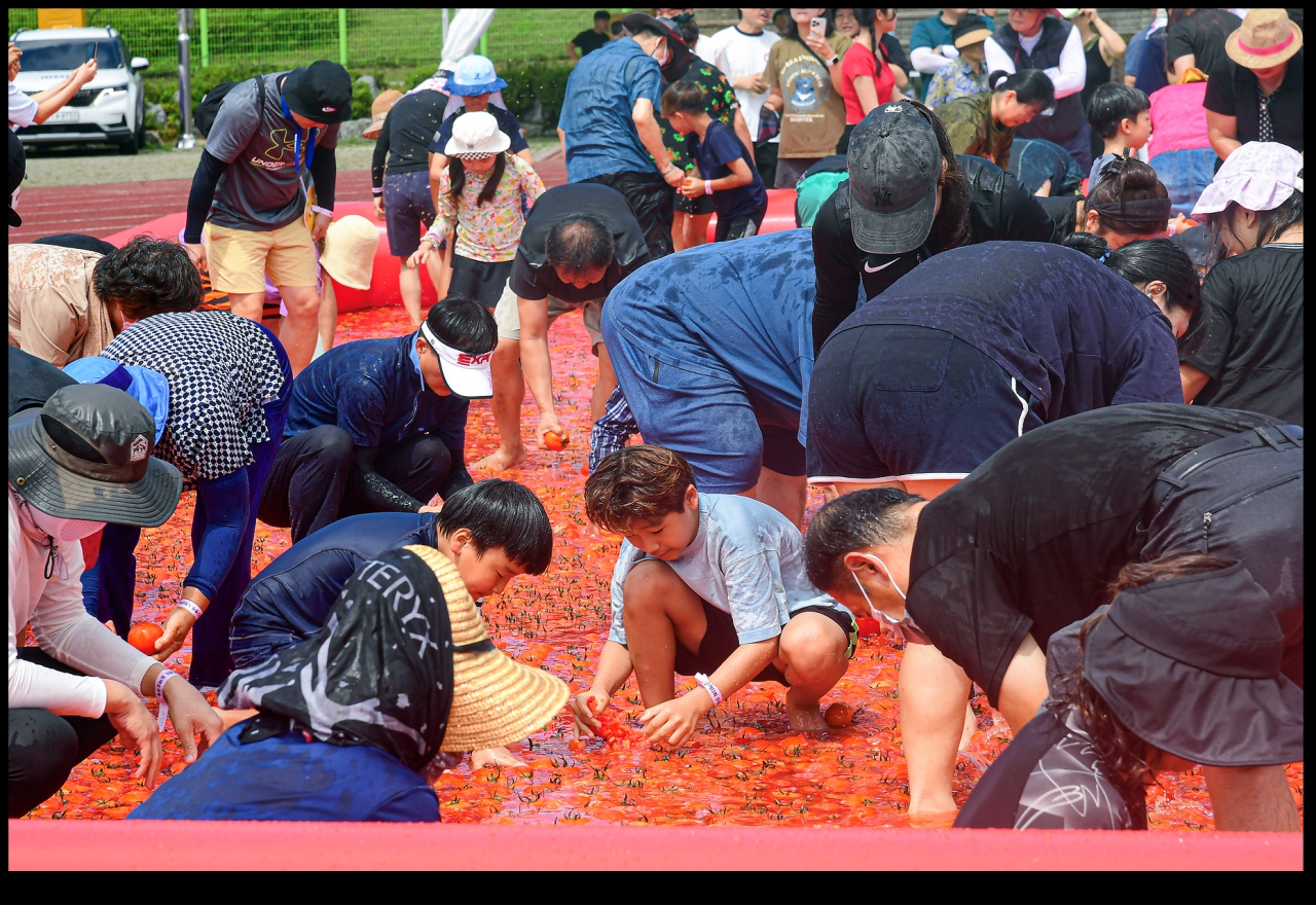 횡성 둔내 고랭지 토마토축제 사진 (횡성군청 제공)