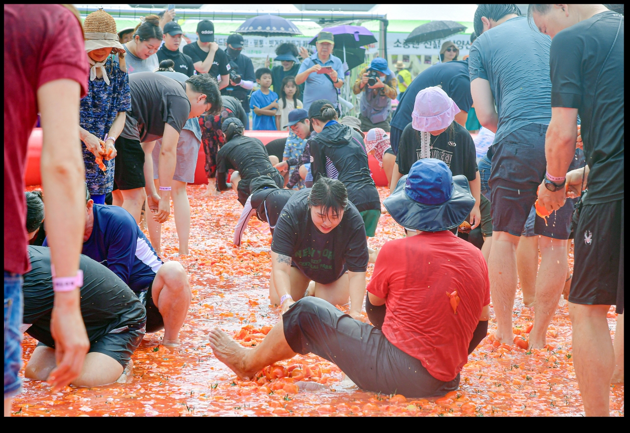 횡성 둔내 고랭지 토마토축제 사진 (횡성군청 제공)