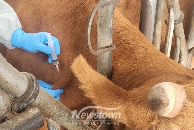 럼피스킨 긴급 백신 접종
