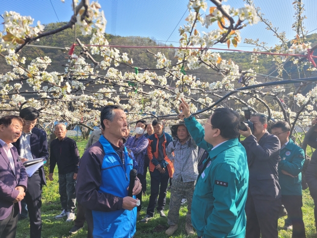 주낙영 경주시장이 지난 7일, 이상저온현상으로 피해가 발생한 현곡면 래태리를 방문해 현장을 점검하고 있다