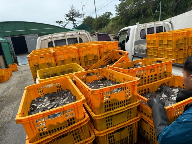 지난해 고수온 피해 현장 사진.