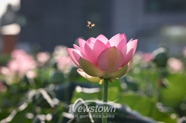 의왕 왕송호수 연꽃