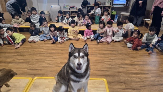시베리안 허스키 "헤라" 와 연제구 어린이집 아이들 (KCCF 사진제공)