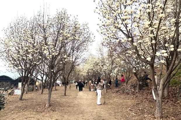 지난16일 목련개화 모습/사진 김해시제공