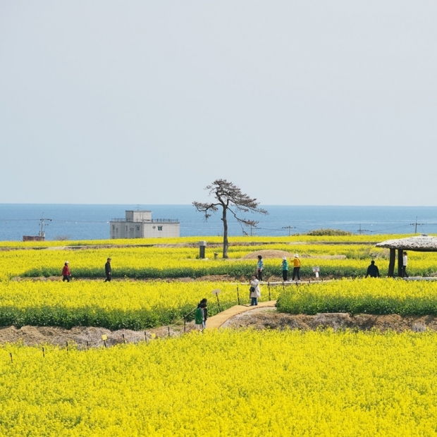 호미반도 유채꽃 전경