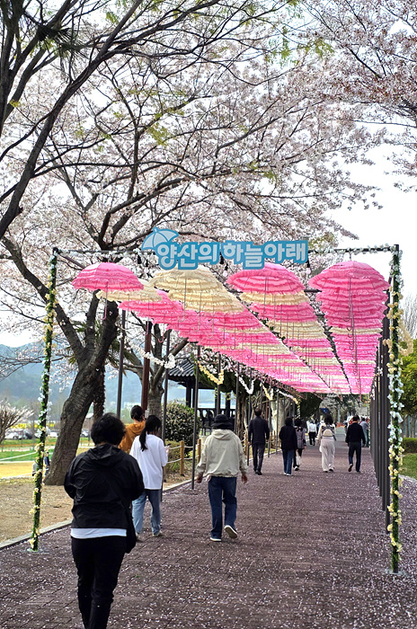물금벚꽃축제 '양산의 하늘아래'/사진 양산시제공