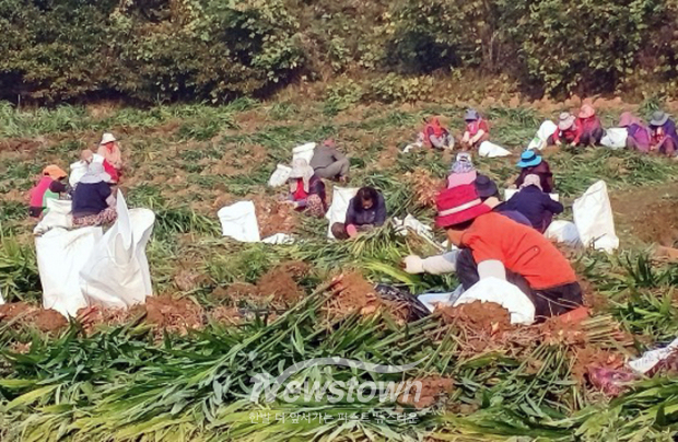 공공형 계절근로자 사업(사진 / 당진시 제공)