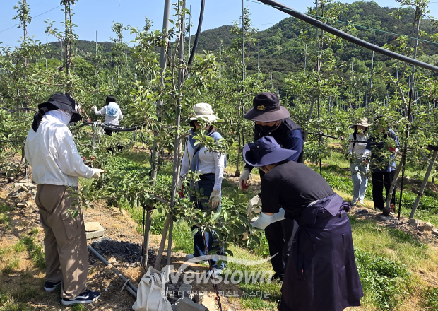 농촌 인력난 해소 사과 재배 농가 일손 돕기(사진 / 충청남도 제공)