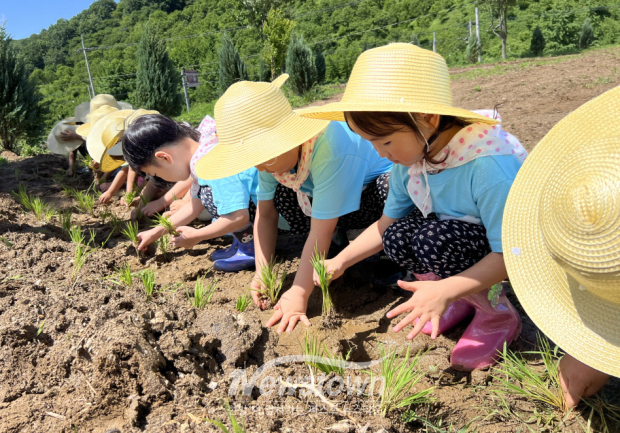 보리보리 쌀 어린이 논농사 체험 프로젝트(사진 / 공주시 제공)